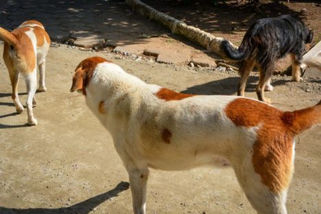 Imagem referente a Nova fase do CastraPet vai atender mais de 30 mil cães e gatos em 165 cidades do Paraná