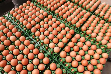 Imagem referente a Produção de ovos do Paraná cresce 72% em uma década e mercado segue em expansão