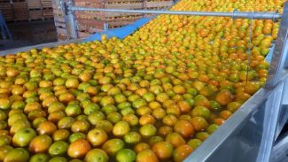 Limões, laranjas e tangerinas: citricultura ocupa 54% da área da fruticultura no Paraná