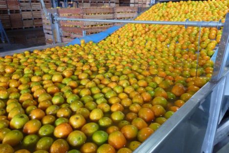 Imagem referente a Limões, laranjas e tangerinas: citricultura ocupa 54% da área da fruticultura no Paraná