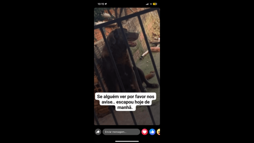Cachorro Apólo desapareceu no bairro Alto Alegre