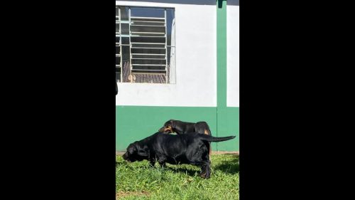Imagem referente a Cachorra é encontrada no bairro Parque São Paulo
