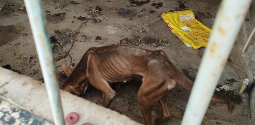 Imagem referente a Operação Abril Laranja: Polícia resgata seis cachorros em condições deploráveis 