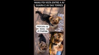 Imagem referente a Cachorra Manu desapareceu no bairro Recanto Tropical