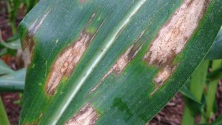 Pesquisa da Rede Fitossanidade Tropical avalia eficiência de fungicidas na cultura do milho