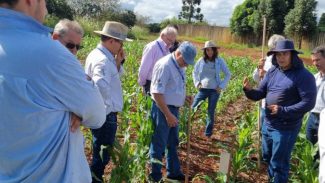 Rede de Agropesquisa do Paraná inicia projeto para combate à cigarrinha-do-milho