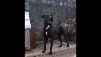 Imagem referente a Cachorro Black desapareceu no bairro Neva