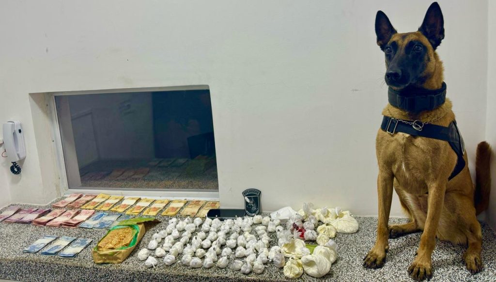 Operação com cães da Polícia Militar resulta em grande apreensão de drogas em Pinhais
