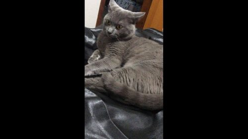 Gato Menino desapareceu no bairro Centro