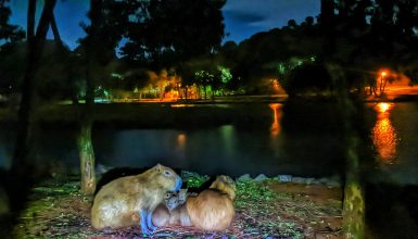 Imagem referente a Capivaras ficam às escuras após furto de fios no Lago Municipal