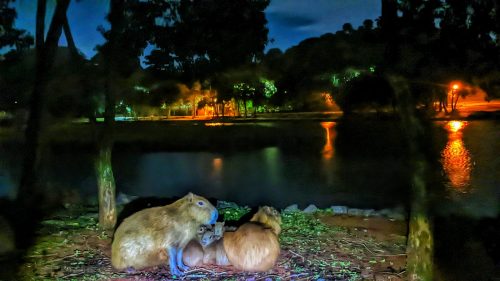 Capivaras ficam às escuras após furto de fios no Lago Municipal