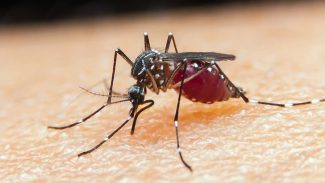 Malária: gestantes, crianças e pessoas vulneráveis são mais afetadas