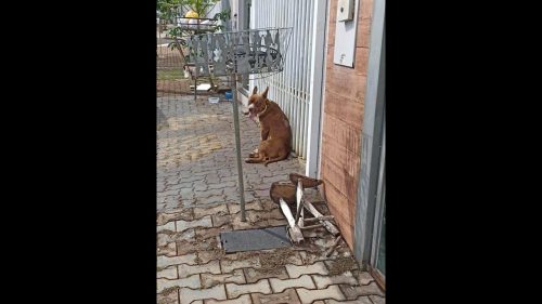 Cachorro é encontrado no bairro Angra dos Reis
