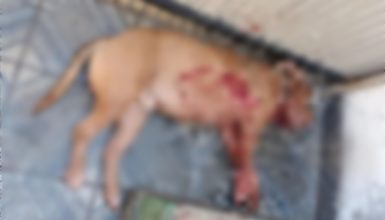 Imagem referente a Tutor é preso por matar pitbull após animal atacar cão da vizinha em Foz