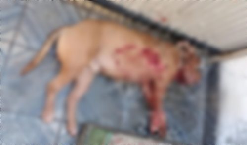 Imagem referente a Tutor é preso por matar pitbull após animal atacar cão da vizinha em Foz