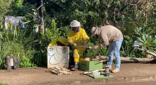 Defesa Civil retira enxame de abelhas no Pioneiros Catarinenses