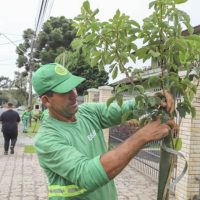 Imagem referente a Plantios da Prefeitura de Curitiba ultrapassam a marca de 4,2 mil novas árvores na região da Victor Ferreira do Amaral