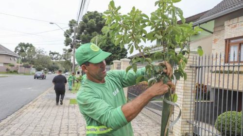 Imagem referente a Plantios da Prefeitura de Curitiba ultrapassam a marca de 4,2 mil novas árvores na região da Victor Ferreira do Amaral
