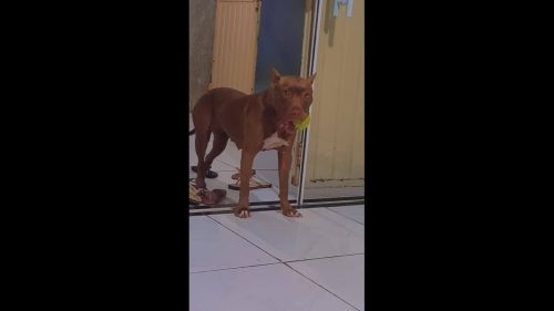 Cachorra Safira desapareceu no bairro São Cristóvão