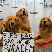 Imagem referente a Após morte de Joca, tutores se manifestam no aeroporto de Brasília