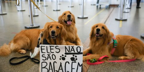 Imagem referente a Após morte de Joca, tutores se manifestam no aeroporto de Brasília