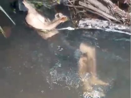 Imagem referente a Grupo de trilheiros descobre corpo em rio às margens da BR-277