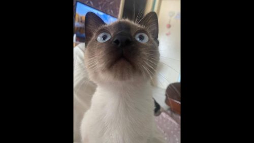 Gato Pelego desapareceu no bairro Interlagos