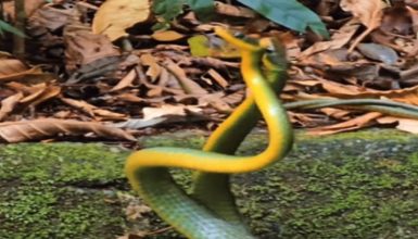 Imagem referente a Duelo de sogras: rara disputa de serpentes por acasalamento é capturado em vídeo