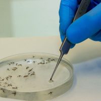 Imagem referente a Cascavel confirma mais dois óbitos e 1.1131 novos casos de dengue