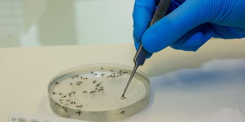 Cascavel confirma mais dois óbitos e 1.1131 novos casos de dengue