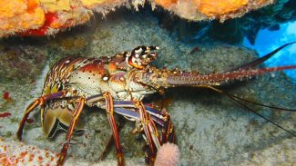 Governo fixa limite para captura de lagostas na costa brasileira