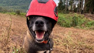 Paraná sedia pela 1ª vez Certificação Nacional de Cães de Busca e Resgate