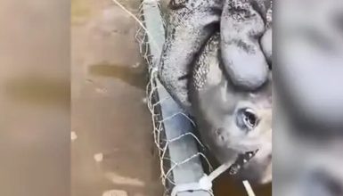 Imagem referente a Estrela: vídeo mostra Piranha cortando lacres de armadilha com os dentes