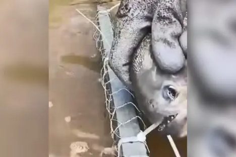Imagem referente a Estrela: vídeo mostra Piranha cortando lacres de armadilha com os dentes