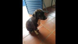 Imagem referente a Cachorra Neguinha desapareceu no bairro Parque São Paulo