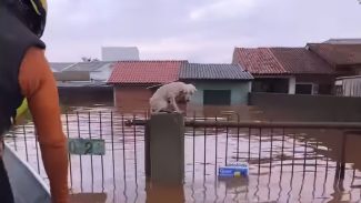 Pelo menos 3,5 mil animais ilhados pela chuva foram resgatados no RS