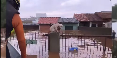 Imagem referente a Pelo menos 3,5 mil animais ilhados pela chuva foram resgatados no RS