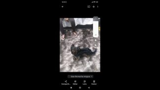 Imagem referente a Cachorro Lucki desapareceu no bairro Nova Cidade
