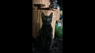 Imagem referente a Gato Oliver desapareceu no bairro Floresta
