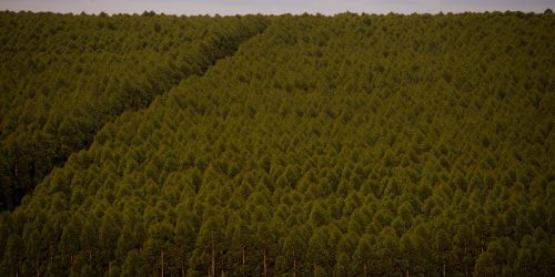 Imagem referente a Câmara pode dispensar licença ambiental de plantações de eucalipto