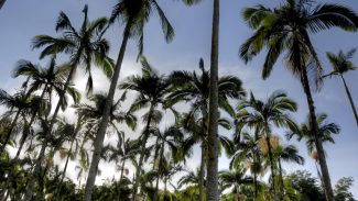 Câmara aprova regras menos rígidas para plantação de eucalipto