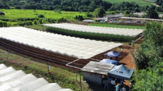 Propriedade rural de Apucarana vira referência regional na produção de tomate orgânico
