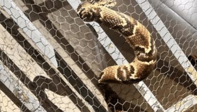 Imagem referente a Sogra? Surucucu, a segunda maior serpente peçonhenta do mundo, é capturada em residência 