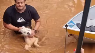 Mais de 11 mil animais afetados pelas enchentes no RS foram resgatados