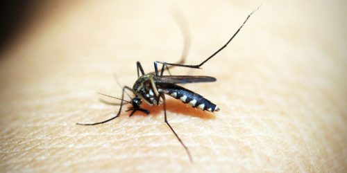 Saúde discute plano de enfrentamento da dengue
