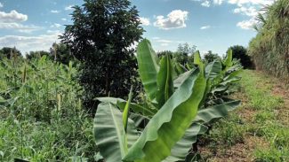Com tecnologia, lucro com a banana supera renda com a soja em Novo Itacolomi