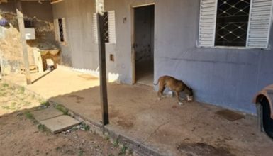 Imagem referente a Abandono cruel: tutor vai embora e deixa cães sem comida em residência abandonada