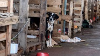 Cidades do RS terão recursos federais para atender animais resgatados