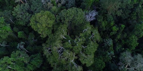 Imagem referente a BNDES anuncia entidades escolhidas para recuperar floresta amazônica