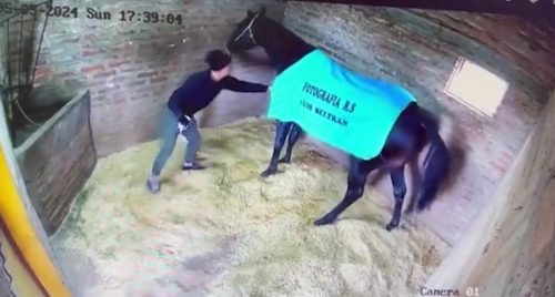 Imagem referente a Brasileiro é flagrado matando cavalo envenenado na Argentina